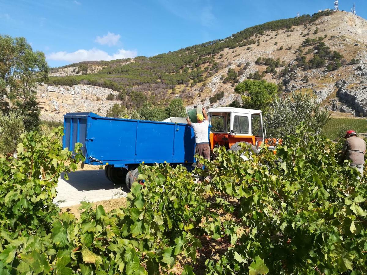 Villa Bonifato Vista Sulle Campagne E Sul Mare Siciliano Cozy House Italy Alcamo Εξωτερικό φωτογραφία